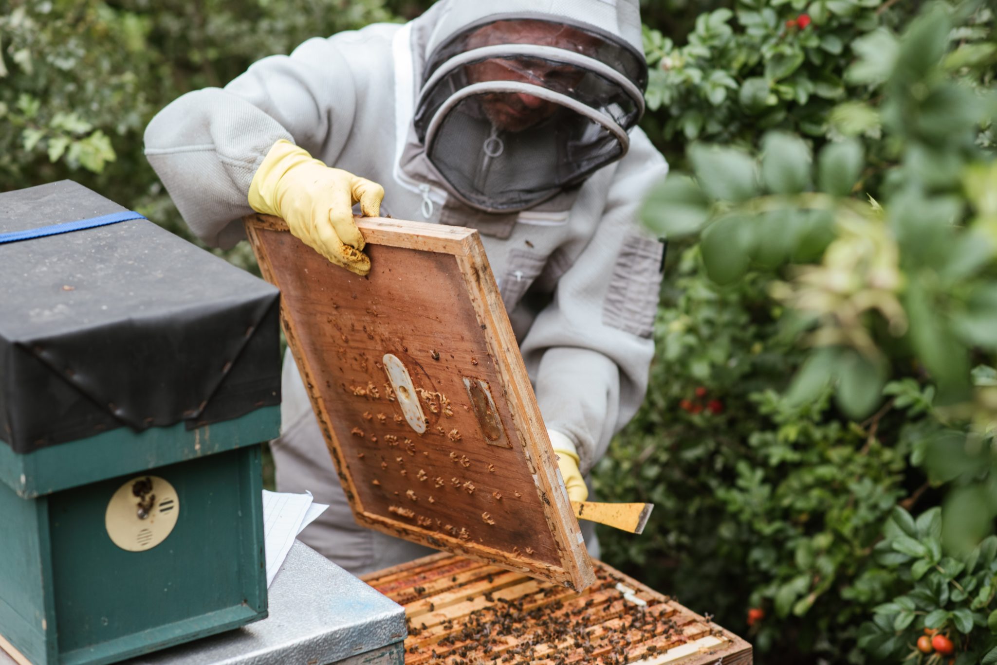 Creative Honey Recipes